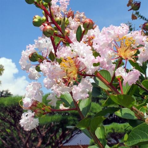 Beyaz Oya Ağacı Fidanı Lagerstroemia indica