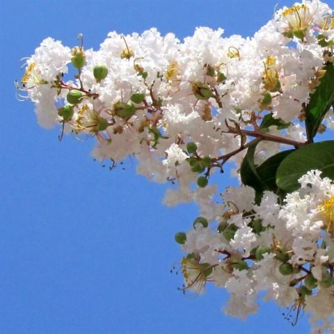 Beyaz Oya Ağacı Fidanı Lagerstroemia indica