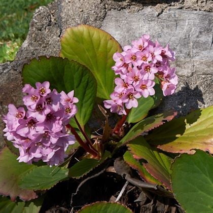 Kış Ortancası Çiçeği Bergenia