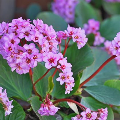 Kış Ortancası Çiçeği Bergenia