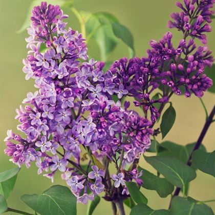 Leylak Fidanı Mor Renkli  Syringa Vulgaris