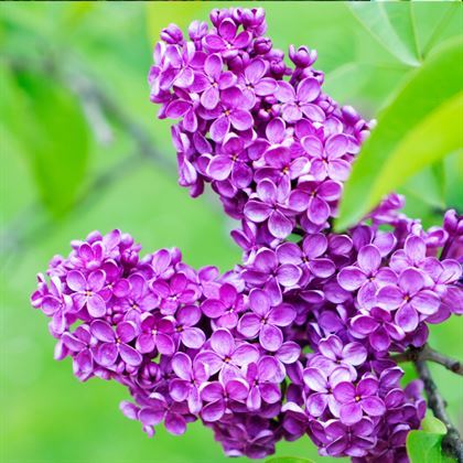 Leylak Fidanı Mor Renkli  Syringa Vulgaris