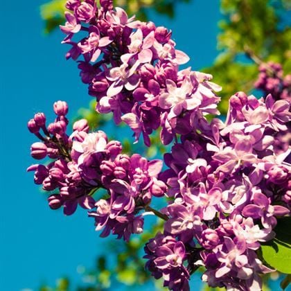 Leylak Fidanı Mor Renkli  Syringa Vulgaris