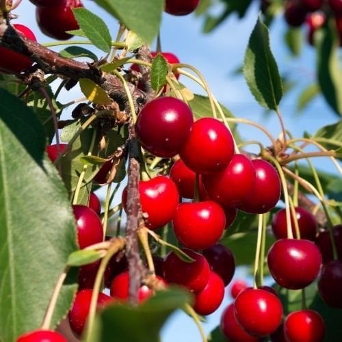 Kütahya Vişne Fidanı