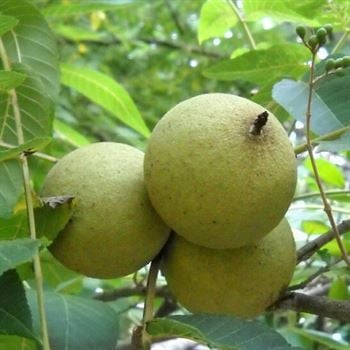 Şebin Ceviz Fidanı