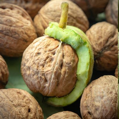 Şebin Ceviz Fidanı