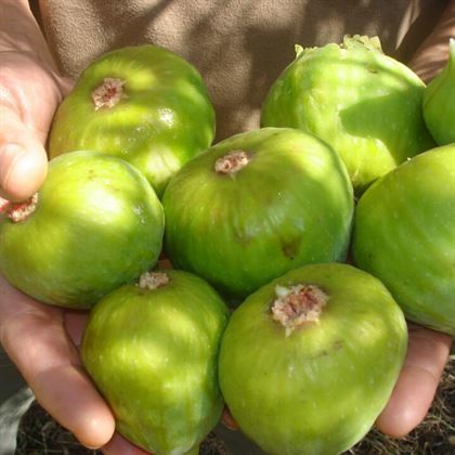 Sultan Selim İncir Fidanı