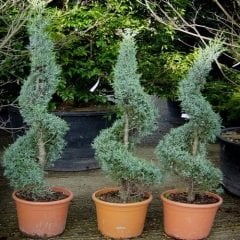 Spiral Mavi Servi Fidanı Arizona