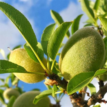 Ne Plus Ultra Badem Fidanı