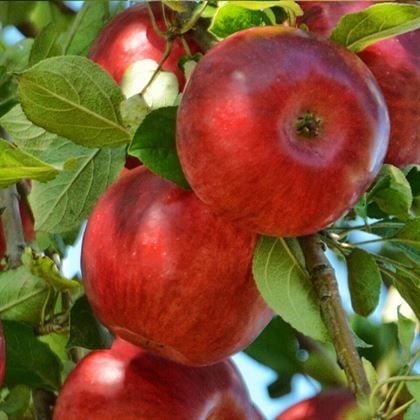 Joremini Elma Fidanı