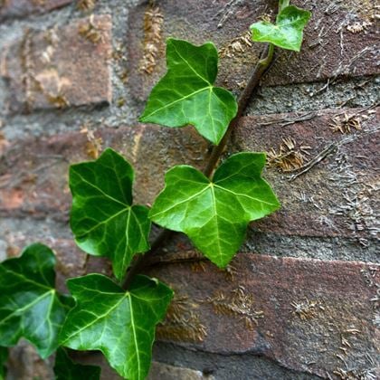 Duvar Orman Sarmaşığı İngiliz Sarmaşığı