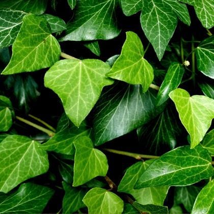 Duvar Orman Sarmaşığı İngiliz Sarmaşığı