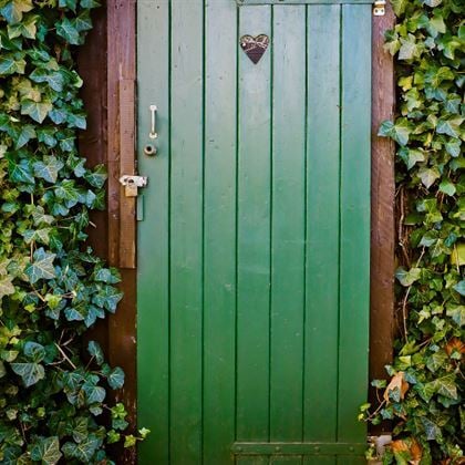 Duvar Orman Sarmaşığı İngiliz Sarmaşığı