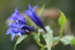 Mavi Melek Borazanı Çiçeği brugmansia-sp