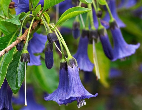 Mavi Melek Borazanı Çiçeği brugmansia-sp