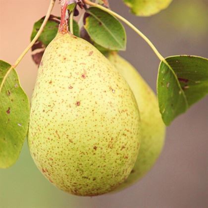 Bahribey Armut Fidanı