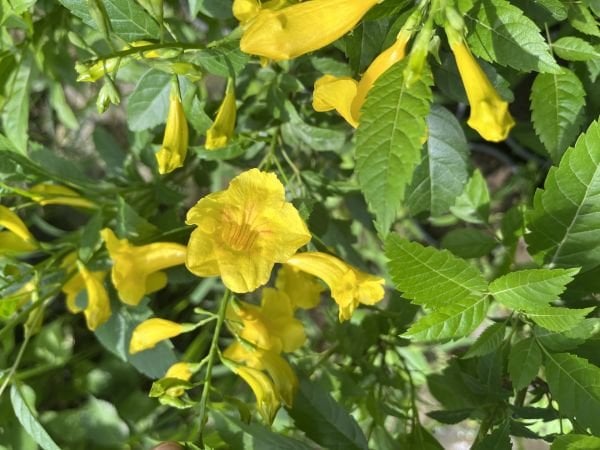 Sarı Çiçekli Acem Borusu