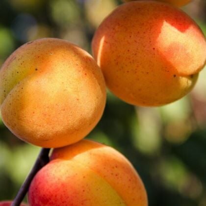 Vitillo Kayısı Fidanı