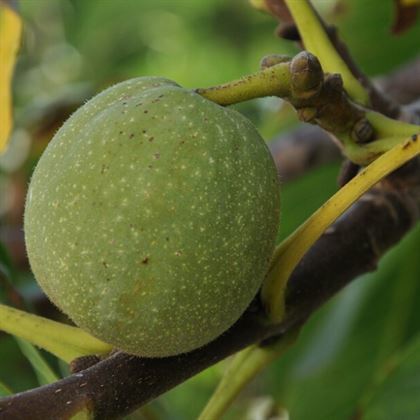 Bilecik Ceviz Fidanı