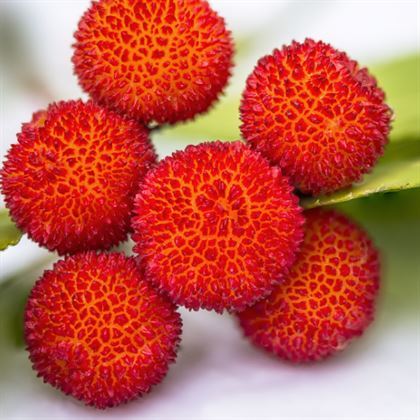 Dağ Çileği Fidanı