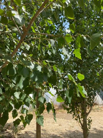 Kavak Fidanı Kibrit Kavağı