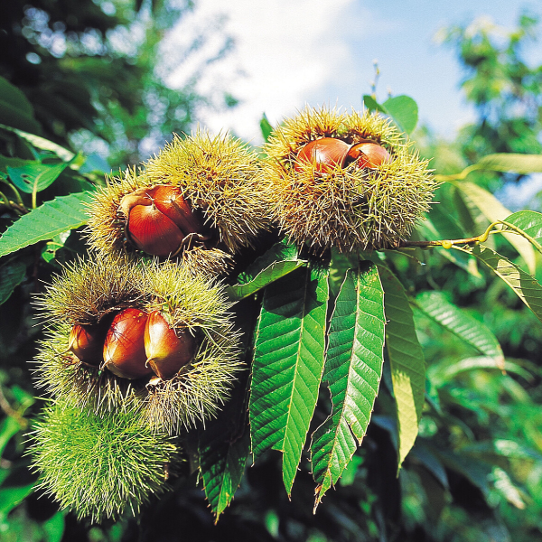 Kemer Kestane Fidanı