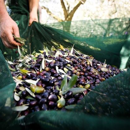 Tekir Zeytin Fidanı