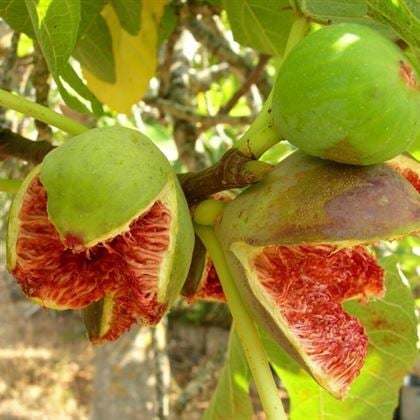 Sarı Zeybek İncir Fidanı