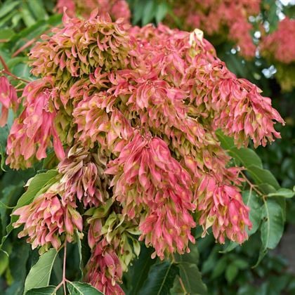 Kokar Ağaç Aylantus Fidanı