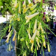 Beyaz Mercan Çiçeği Russelia Equisetiformis 35 cm