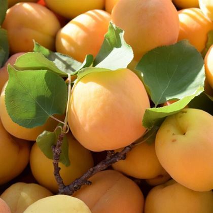 Çağataybey Kayısı Fidanı