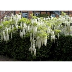 Beyaz Salkım Sarmaşığı Wisteria