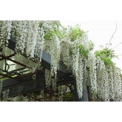 Beyaz Salkım Sarmaşığı Wisteria
