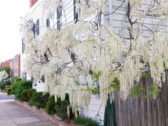 Beyaz Salkım Sarmaşığı Wisteria