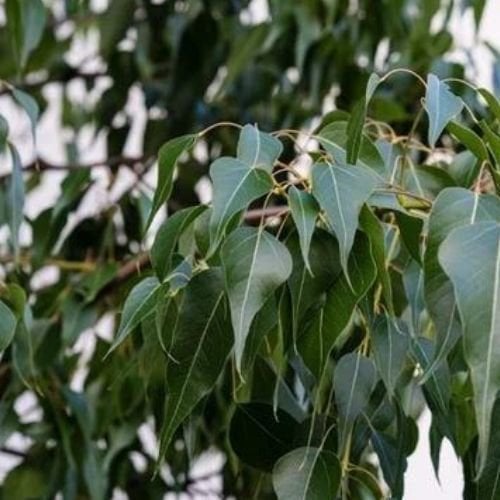 Japon Kavağı Kavak Ağacı 100 cm