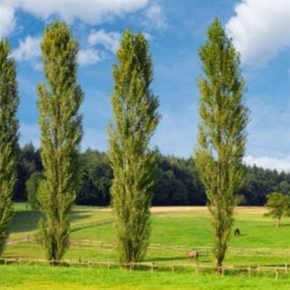 Kara Kavak Ağacı Fidanı Servi Kavak