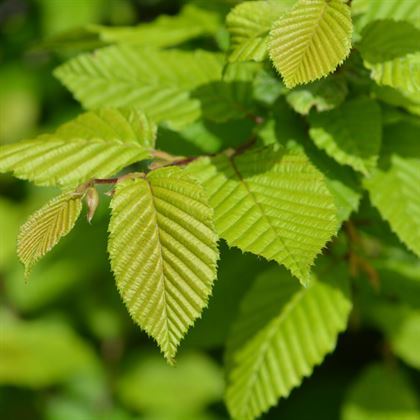 Gürgen Ağacı Fidanı