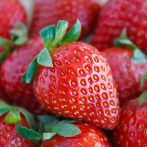 Albion Çilek Fidesi 10 adet