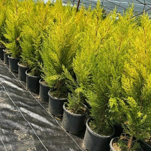 Limon Servi Limon Çamı