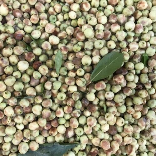 Mersin Ağacı Fidanı Murt Beyaz