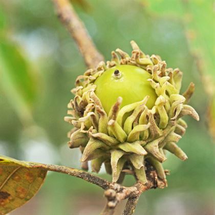 Saçlı Meşe Ağacı Fidanı 30 cm
