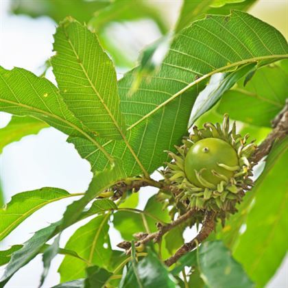 Saçlı Meşe Ağacı Fidanı 30 cm