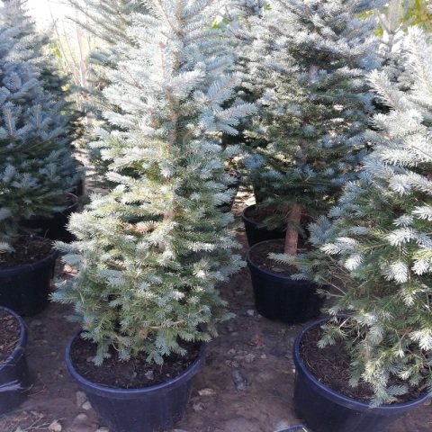 Yılbaşı Çamı Ağacı Mavi Ladin 155 cm