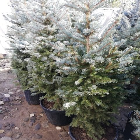 Yılbaşı Çamı Ağacı Mavi Ladin 155 cm