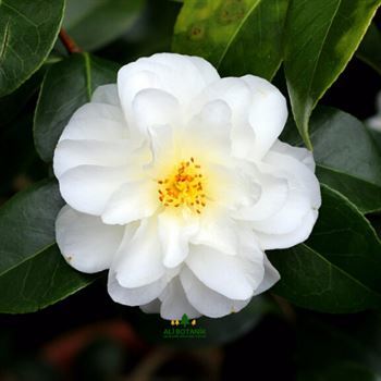 Beyaz Çiçekli Kamelya Fidanı 40 cm