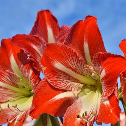 Turuncu Zambak Çiçeği Amaryllis