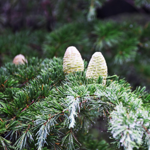 Himalaya Sediri Ağacı