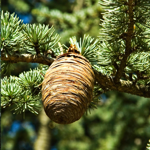 Himalaya Sediri Ağacı