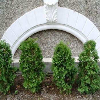 Batı Mazı Çamı 30 cm