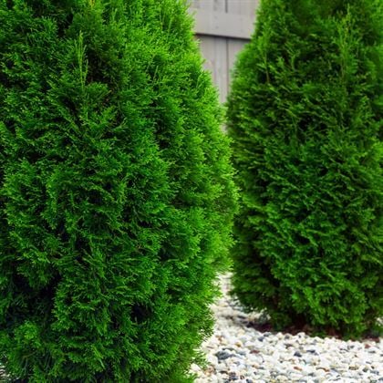 Batı Mazı Çamı 30 cm